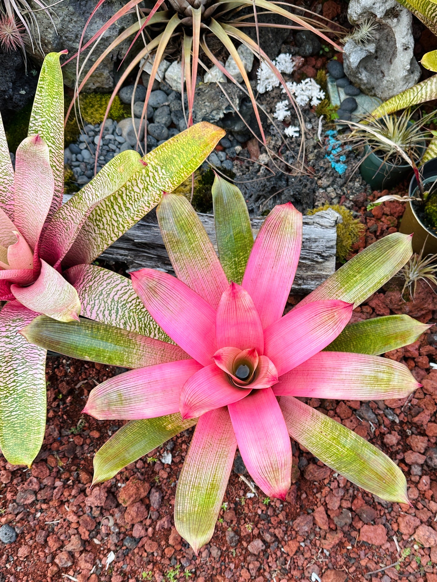 Vriesea ‘Hawaiian Pink Mist’