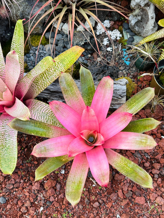 Vriesea ‘Hawaiian Pink Mist’