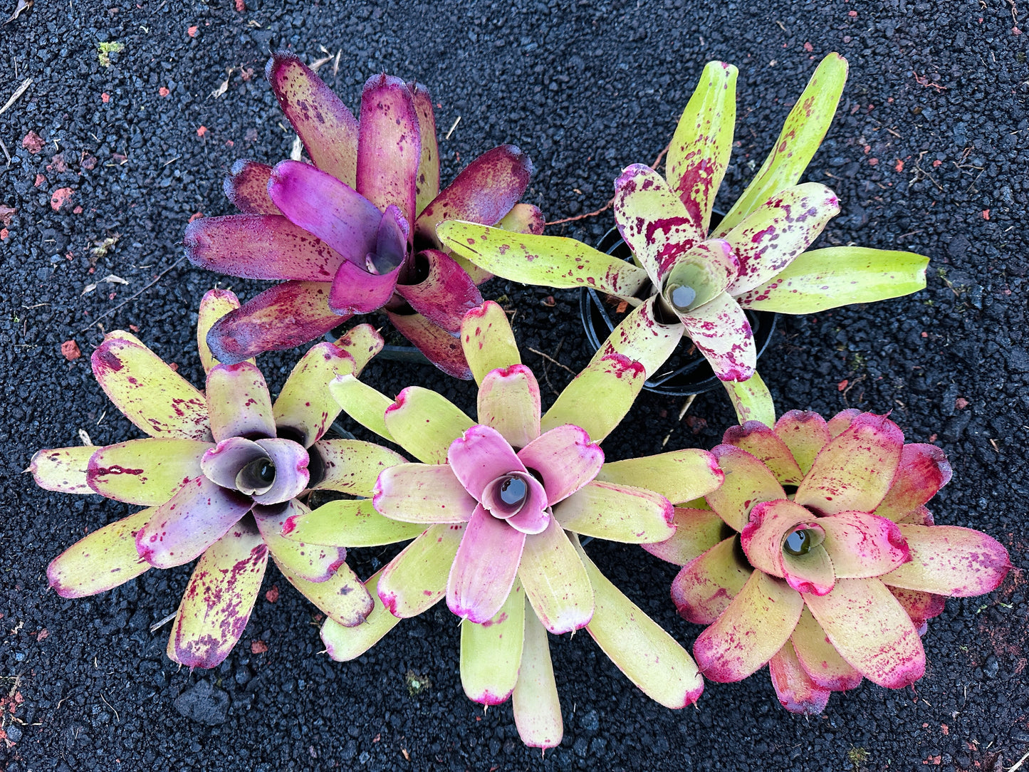 Assorted Neoregelia