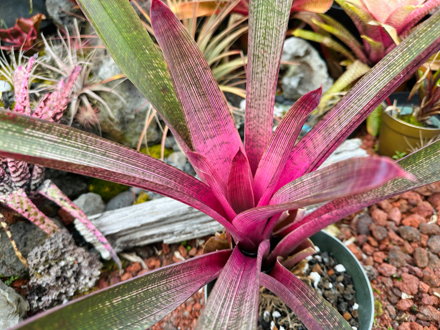 Vriesea ‘Ku’ulei Nani’