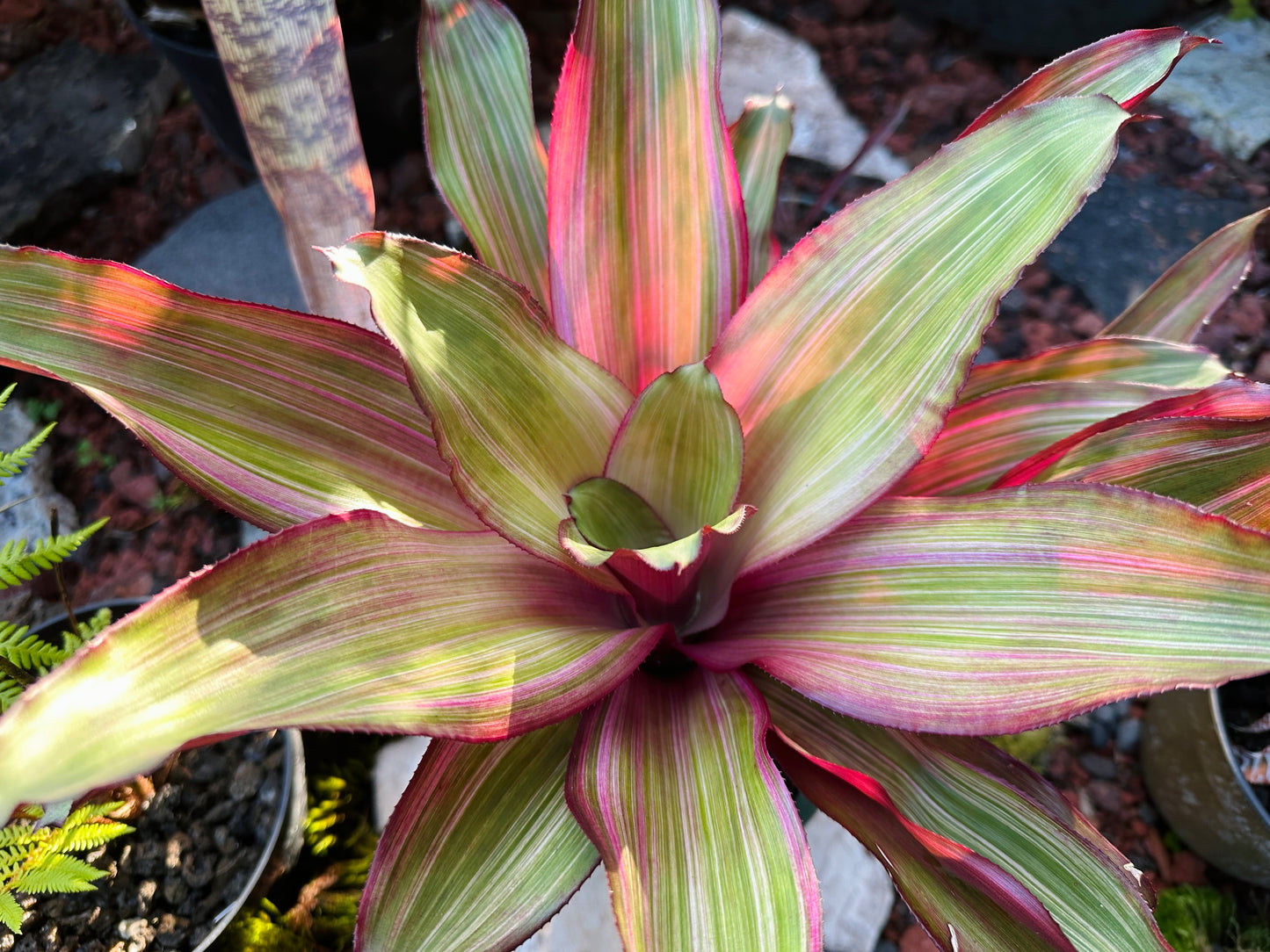 Nidularium ‘Ruby Lee’