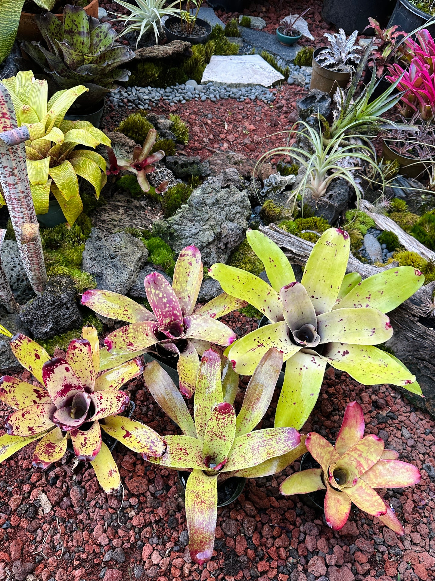 Assorted Neoregelia