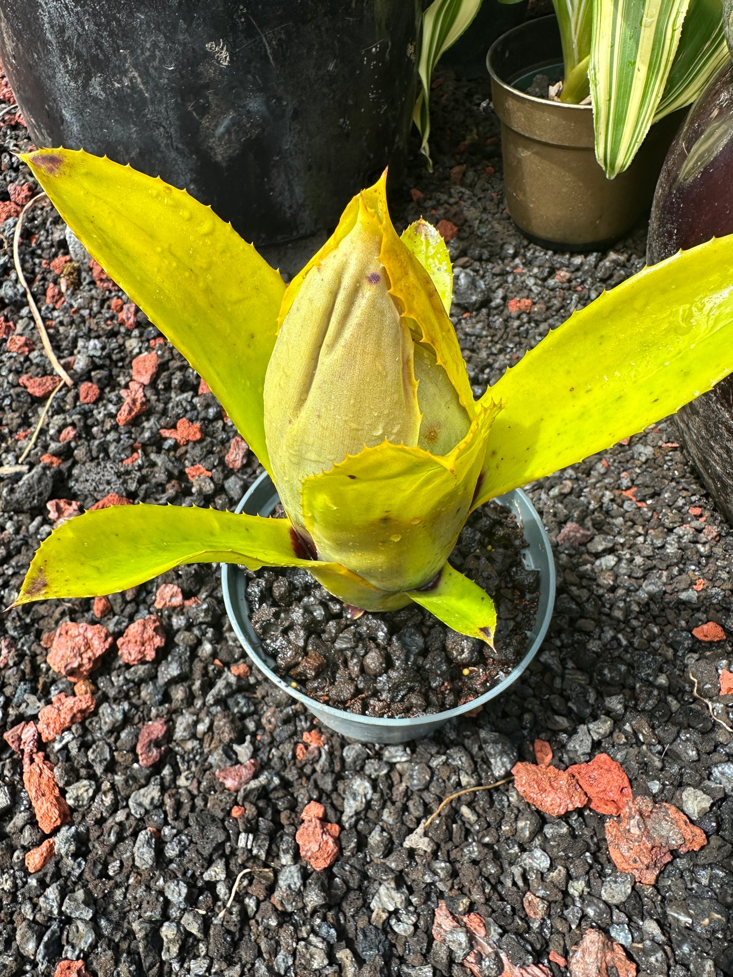 Aechmea brassicoides