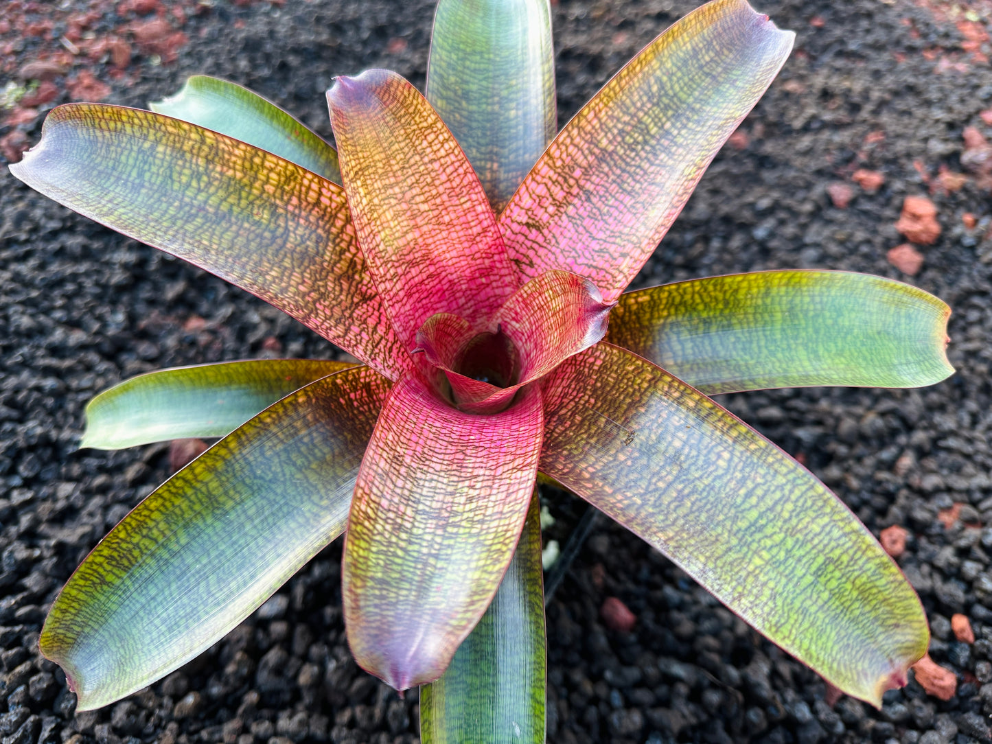 Vriesea ‘Olive and Len Trevor’ x ‘Big Island Passion’