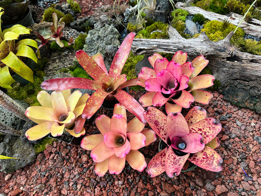 Assorted Neoregelia