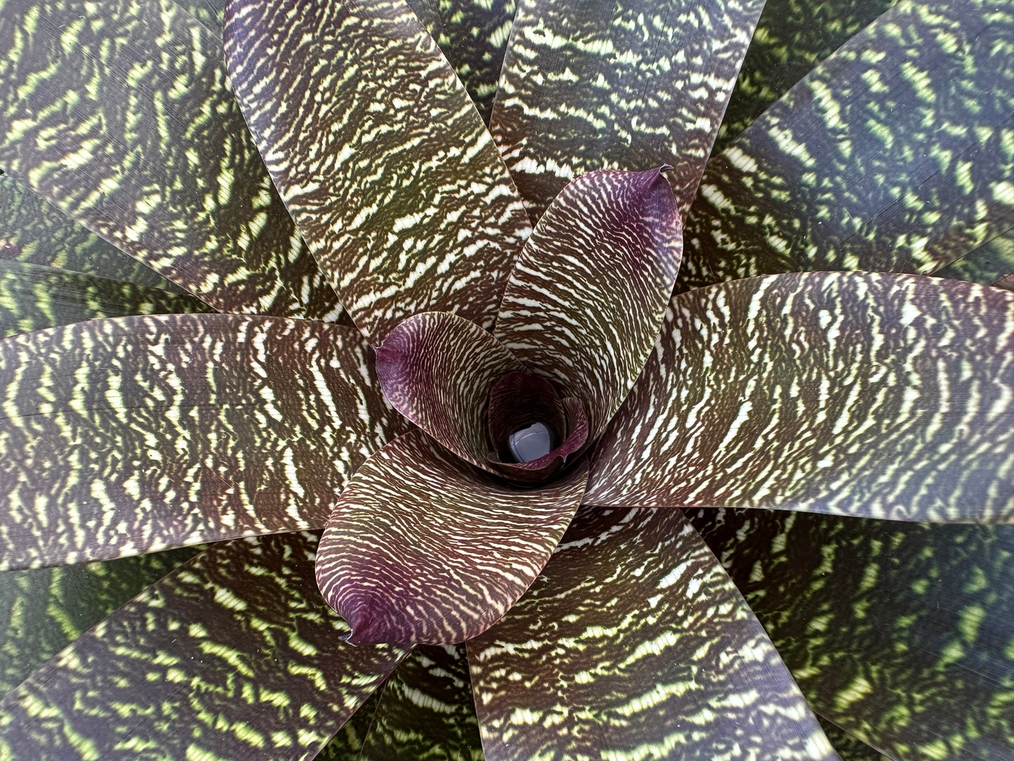 Vriesea ‘Patrice’