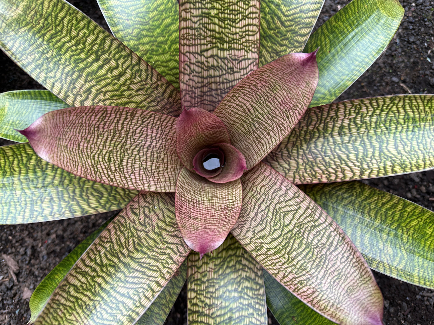 Vriesea hieroglyphica x ‘Ku’ulei’