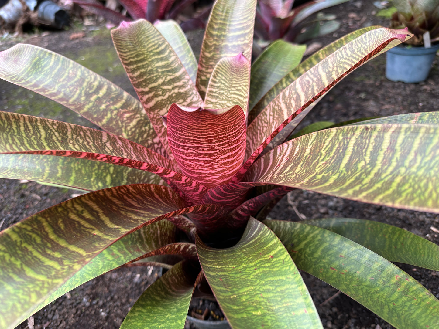Vriesea ‘Haleiwa Sunset’