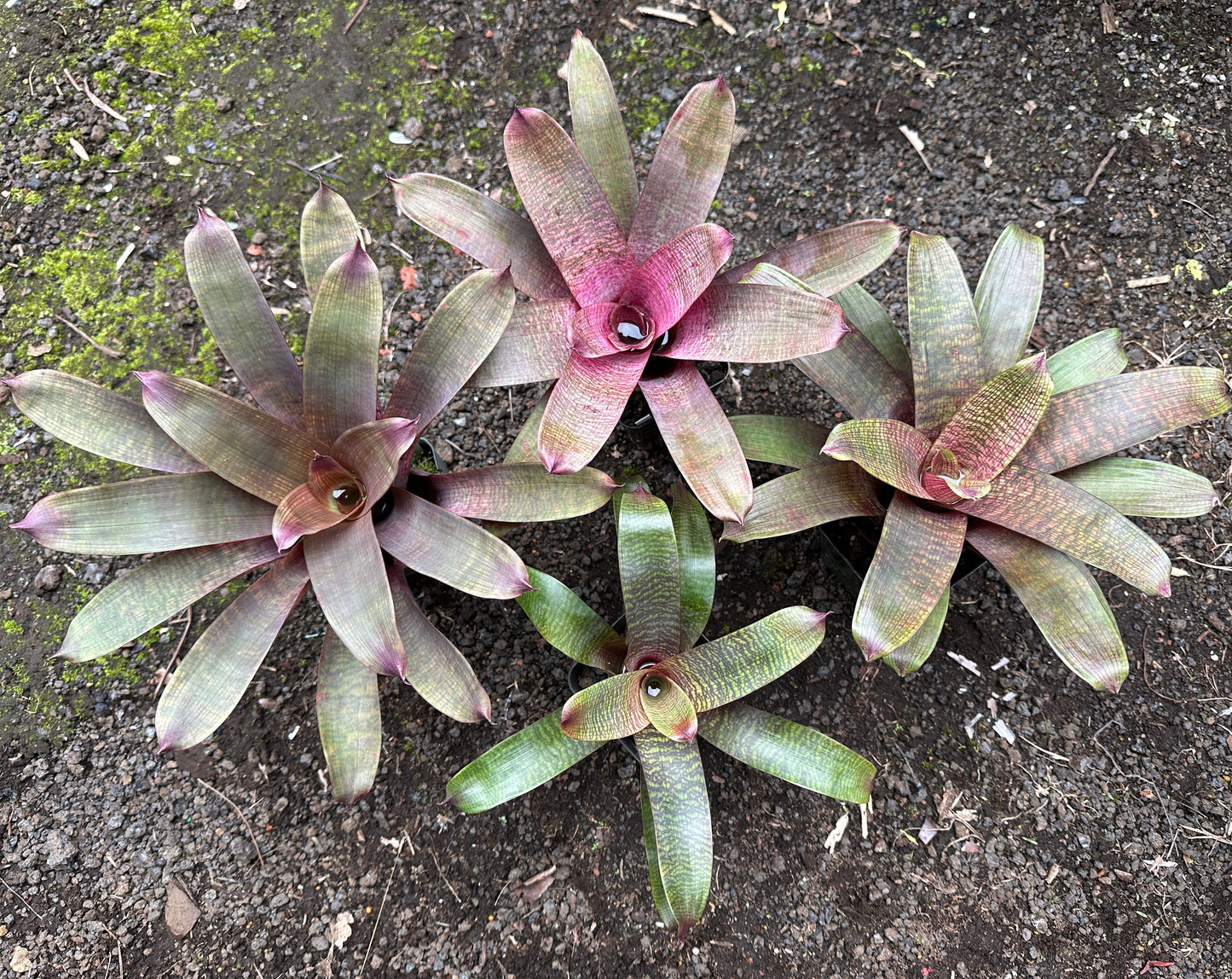 Assorted Vriesea