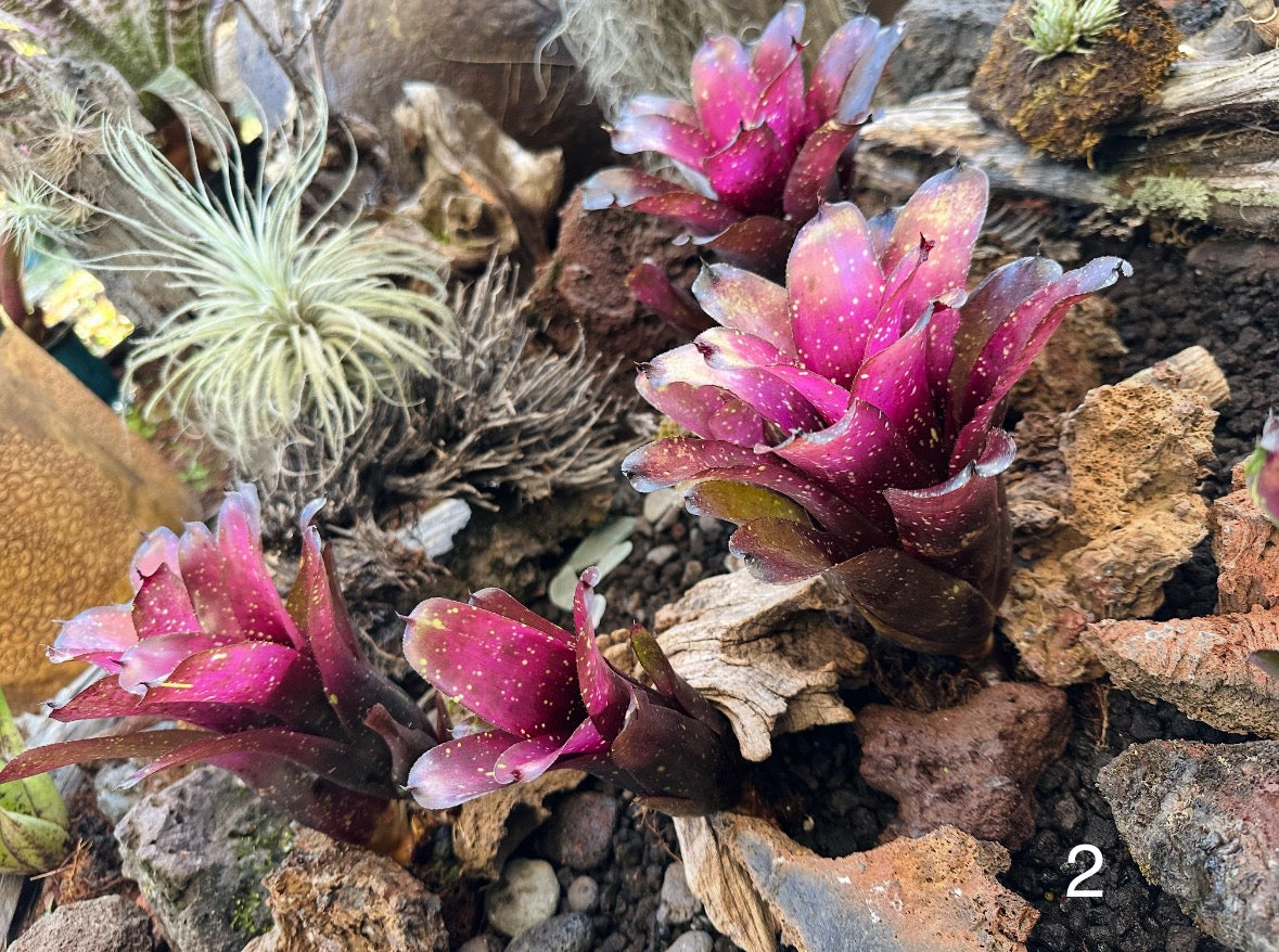 Assorted Neoregelia Minis