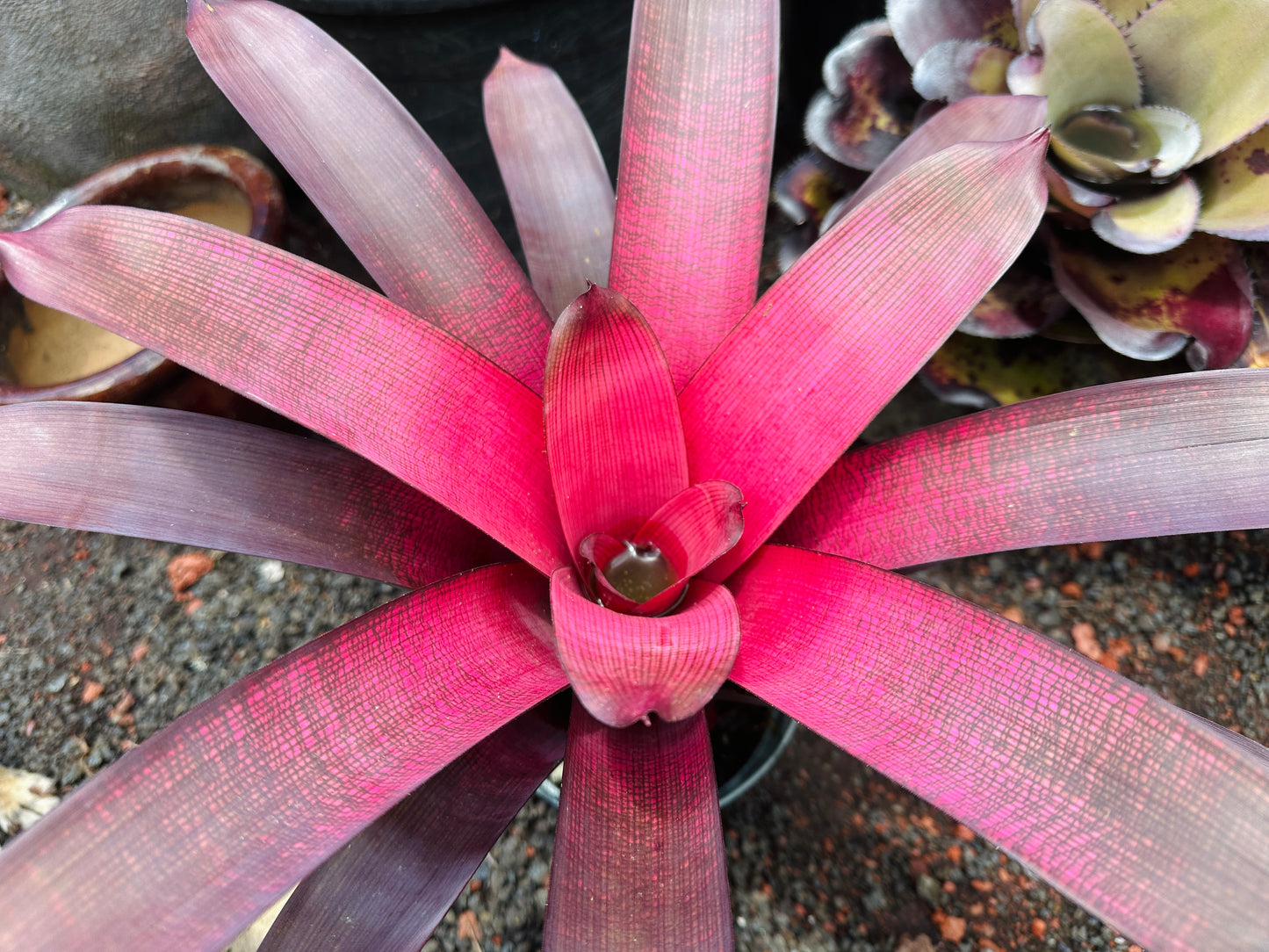 Vriesea ‘Red Dragon’