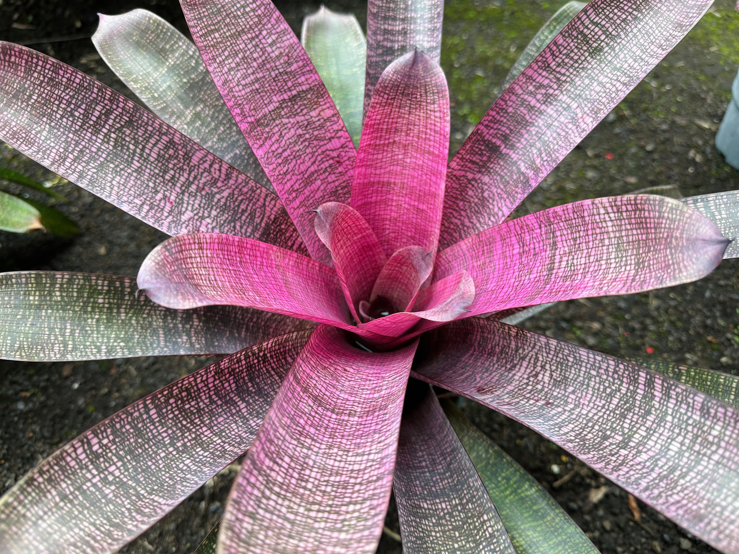 Vriesea ‘White Lighting’ hybrid x ‘Ku’ulei Mamo’
