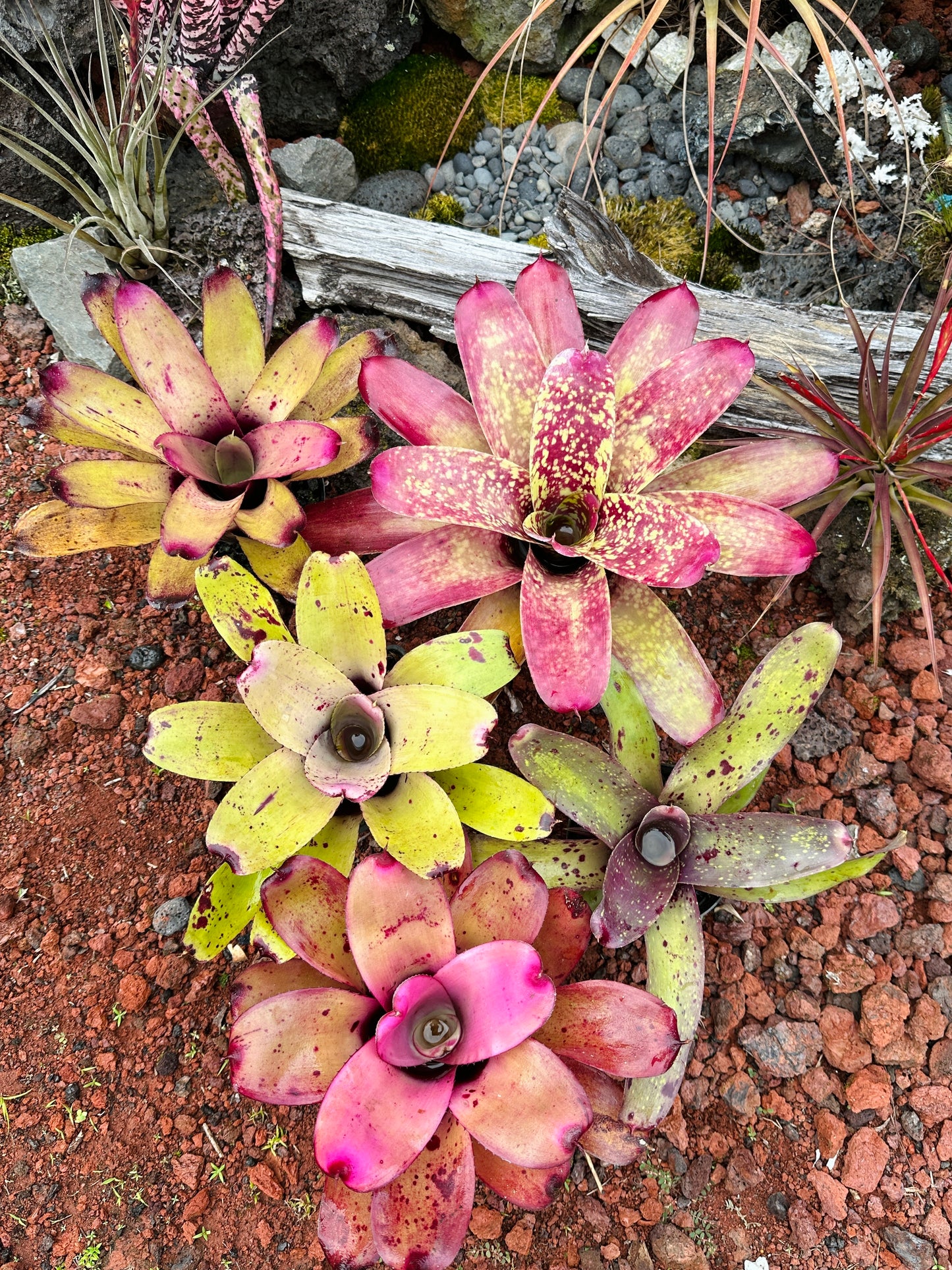 Assorted Neoregelia