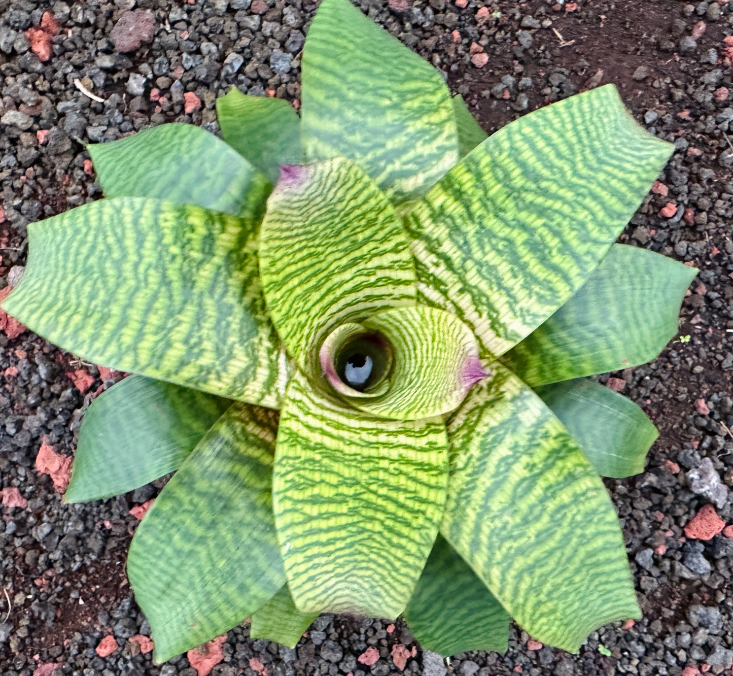 Vriesea ‘Leina’ala’ F2