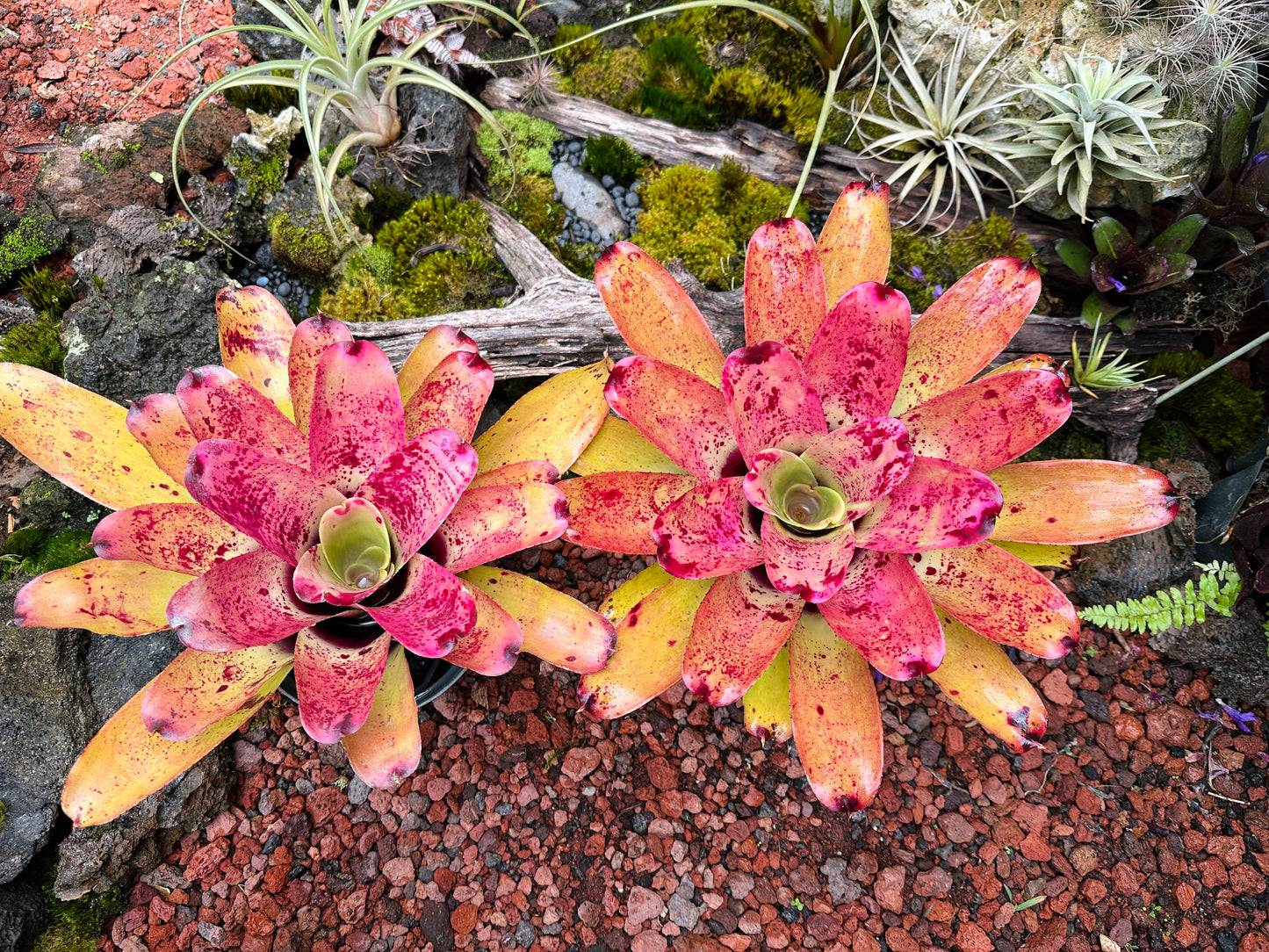 Neoregelia ‘Sao Paulo’ x ‘Arla Rutledge’