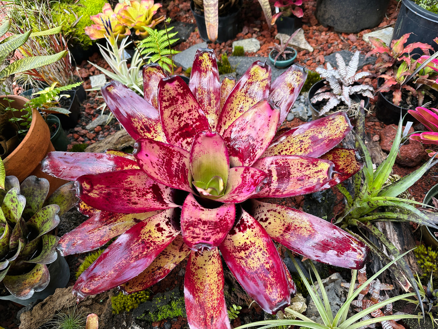 Neoregelia ‘Ninja’ x ‘Takemura Grande’