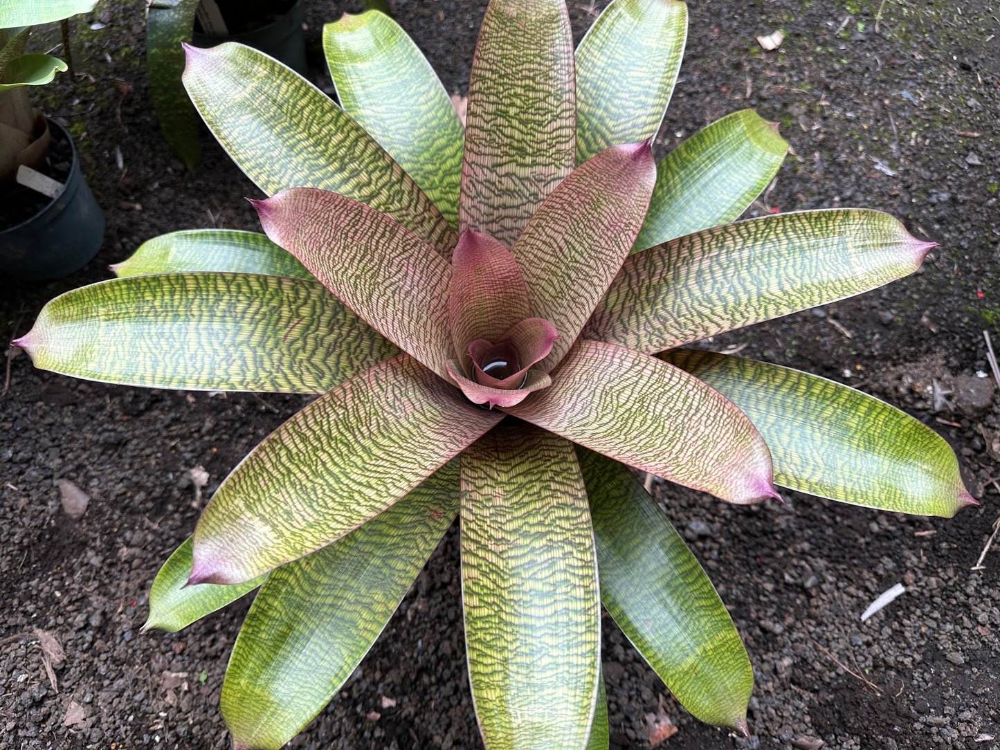 Vriesea hieroglyphica x ‘Ku’ulei’