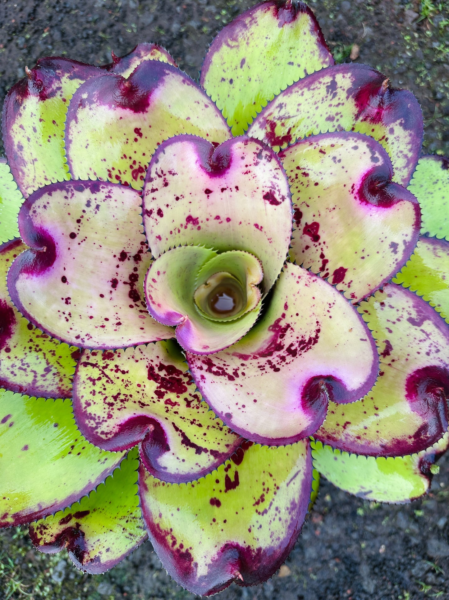 Neoregelia ‘Yokozuna’