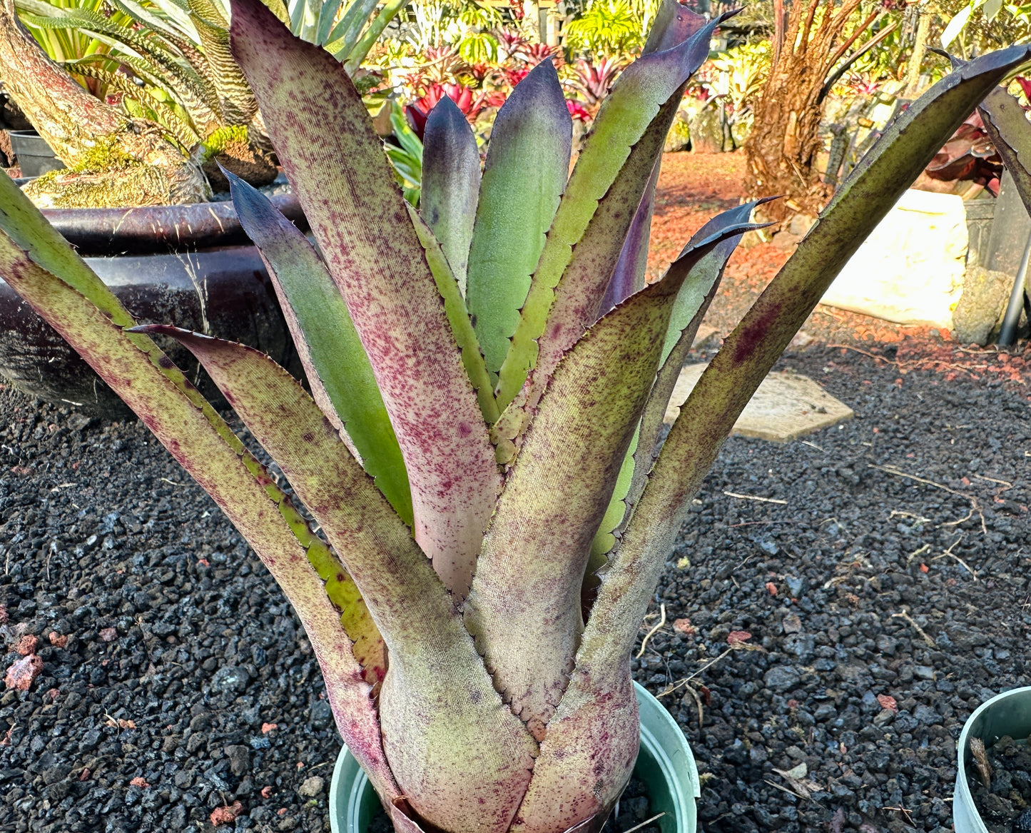 Hohenbergia ‘Goblet’