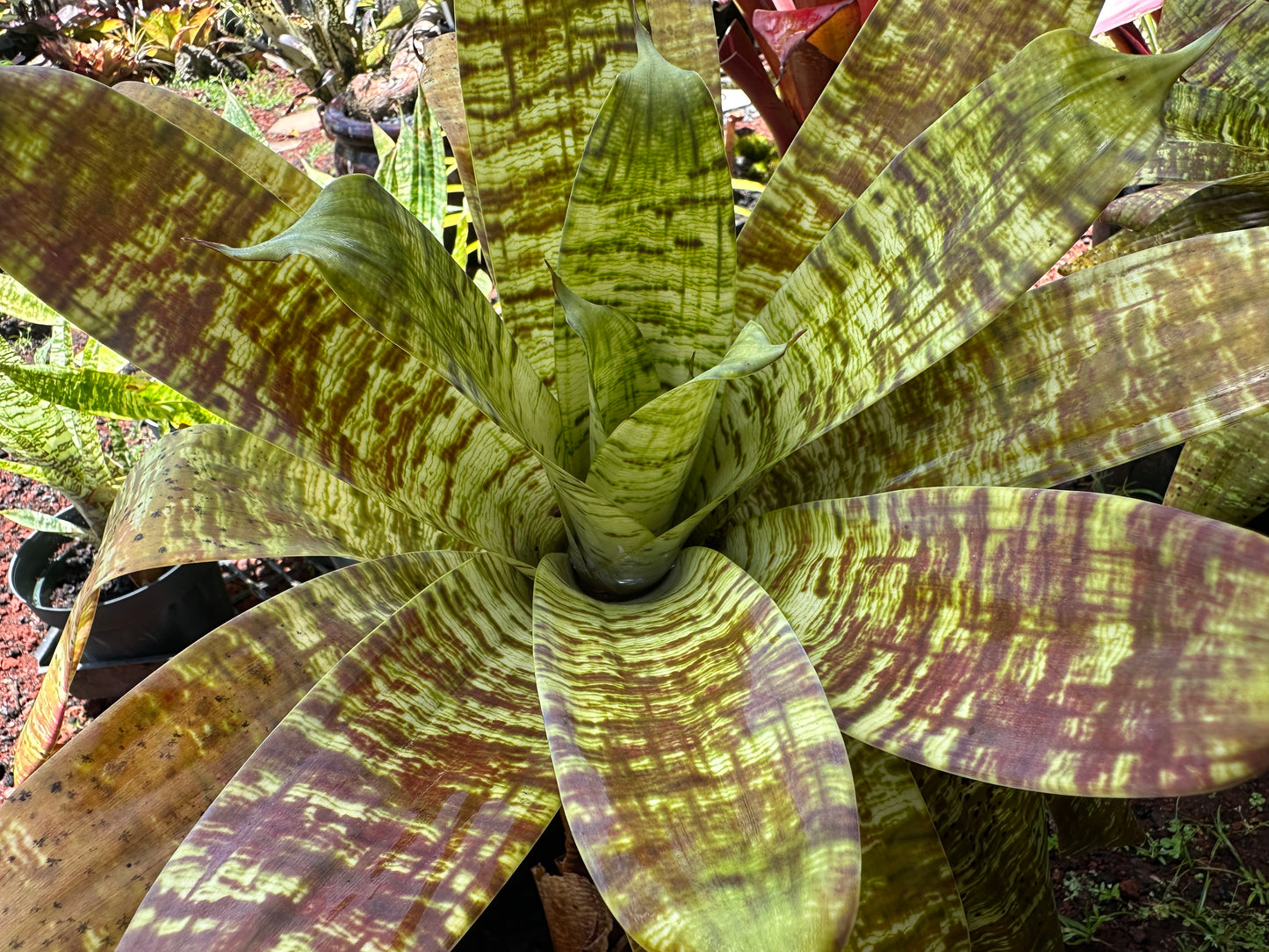 Goudaea Golden Dragon