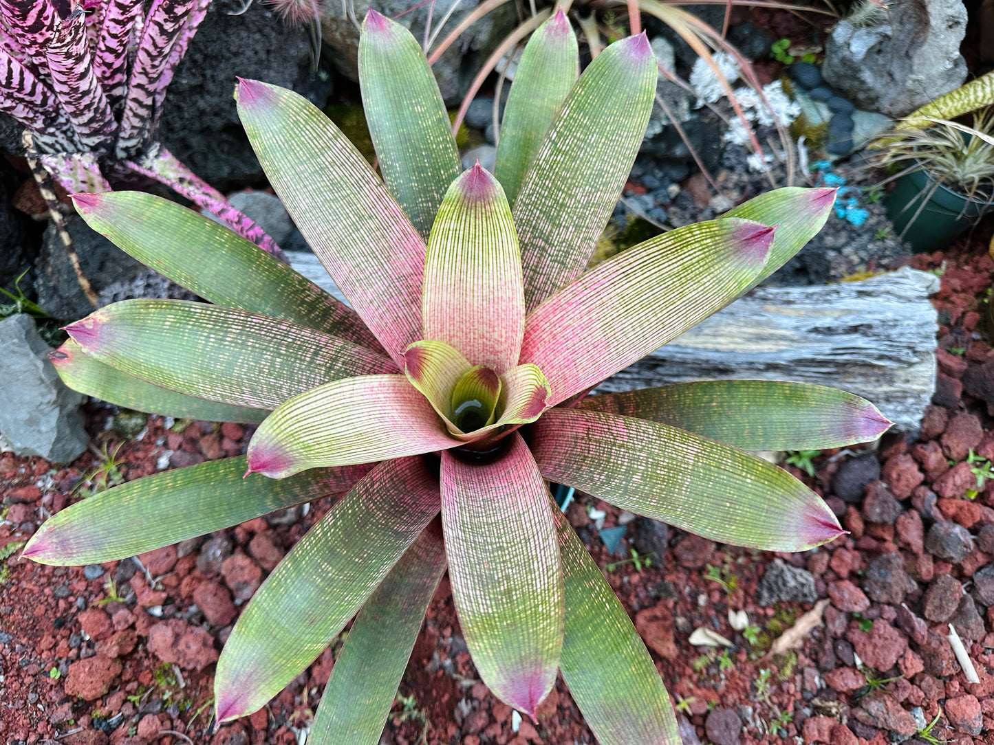Vriesea ‘Kaumana’ x ‘Sakurai’