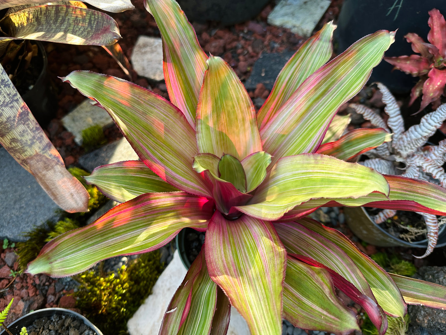 Nidularium ‘Ruby Lee’