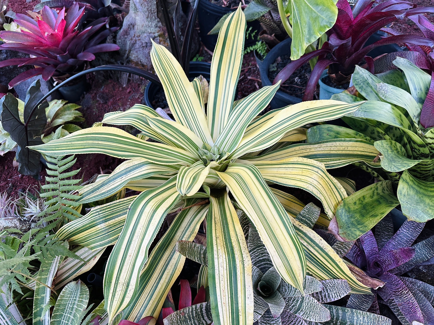 Nidularium innocentii