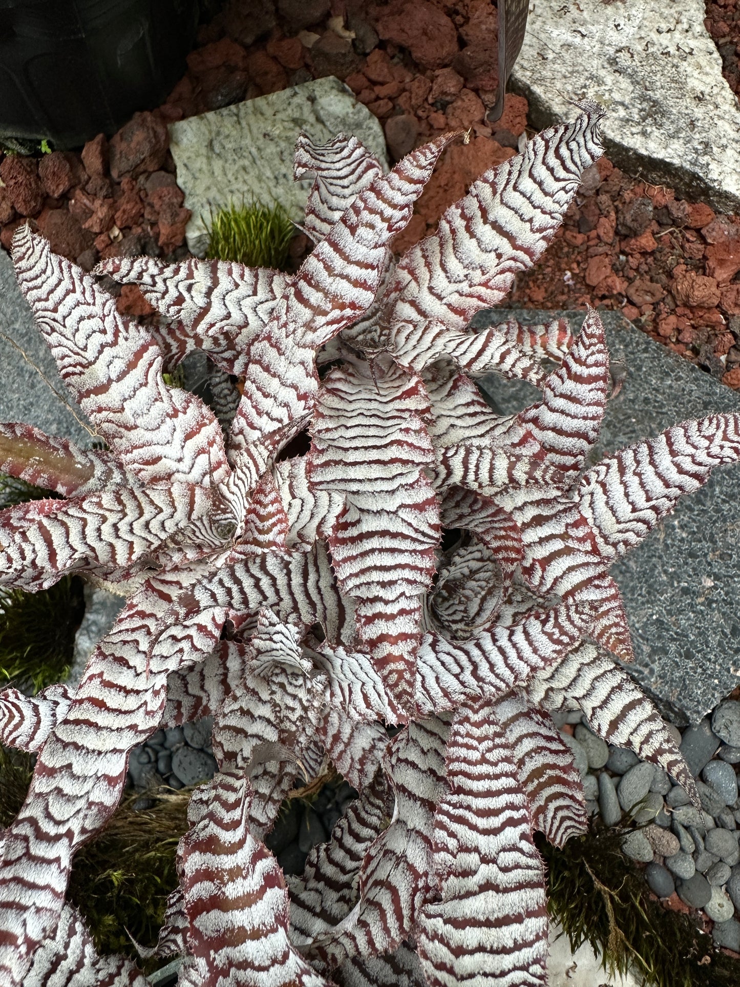 Cryptanthus Absolute Zero