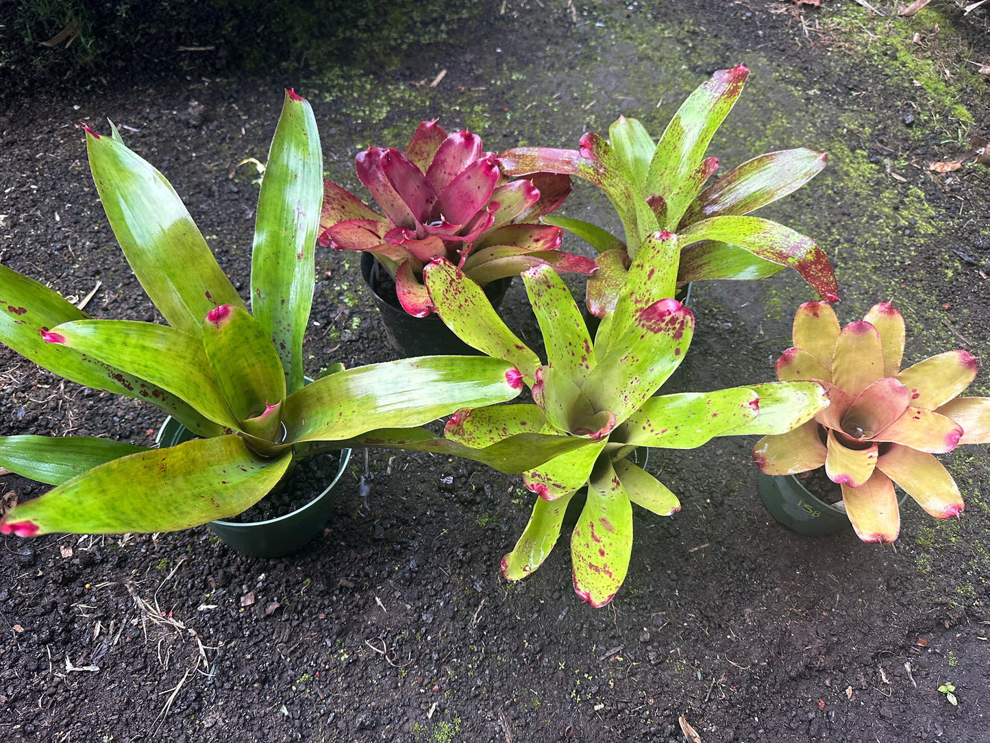 Assorted Neoregelia