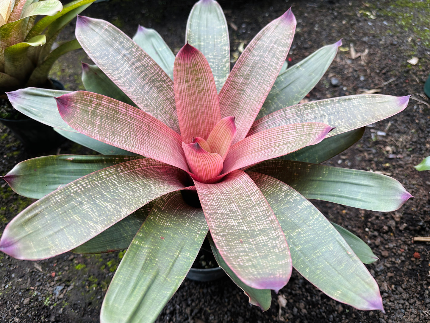 Vriesea ‘Panaewa Beauty’ x ‘Winds of Mauna Kea’