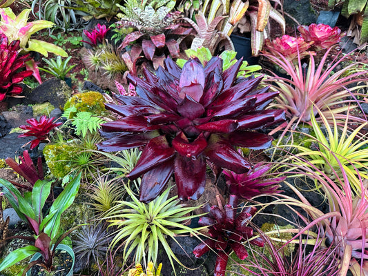 Neoregelia ‘King Kamehameha II’