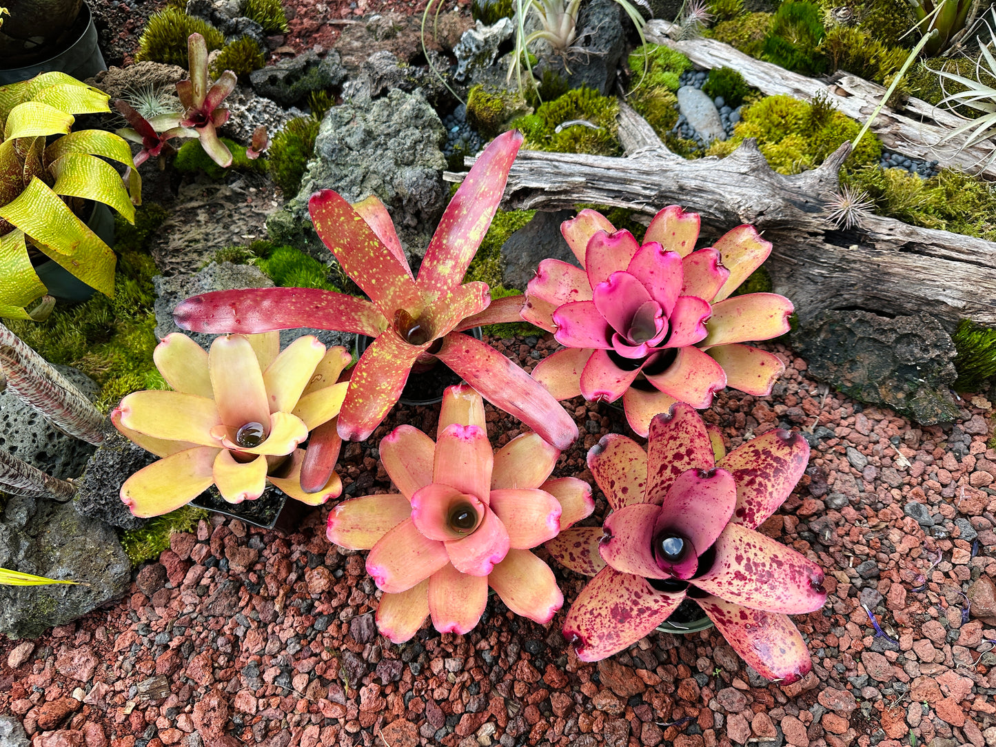Assorted Neoregelia