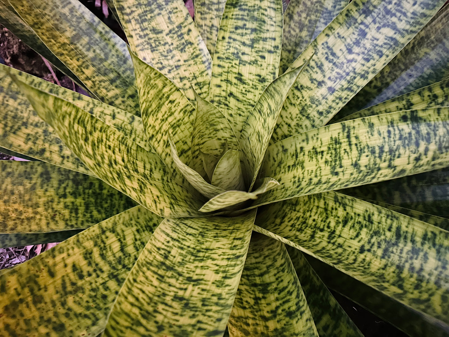Werauhia kupperiana
