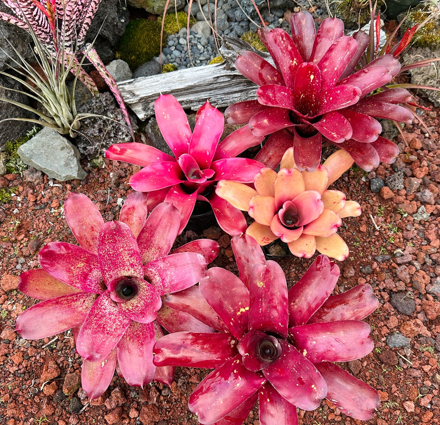 Assorted Neoregelia