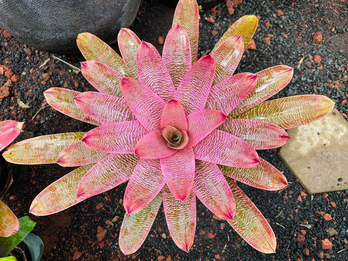 Vriesea ‘Leina’ala’ x ‘Hilo Rainbow’