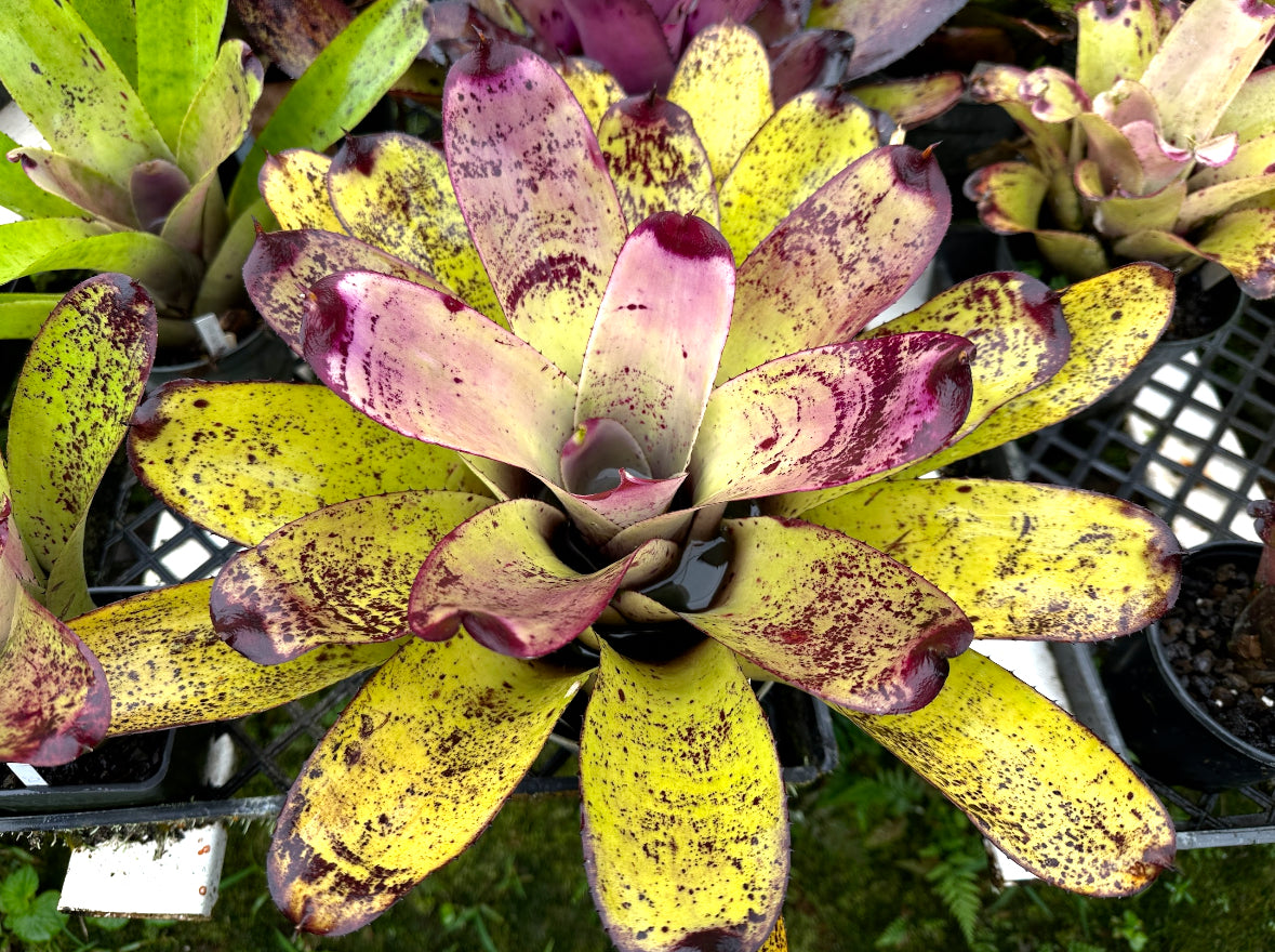 Neoregelia ‘Panaewa Rainforest’
