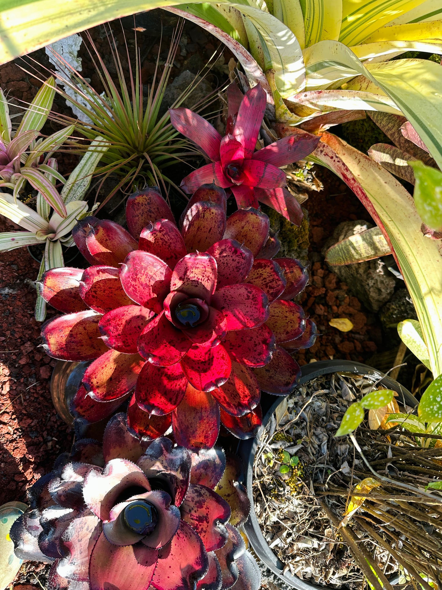 Neoregelia ‘Kawika’ x ‘Hawaiian Rainforest’