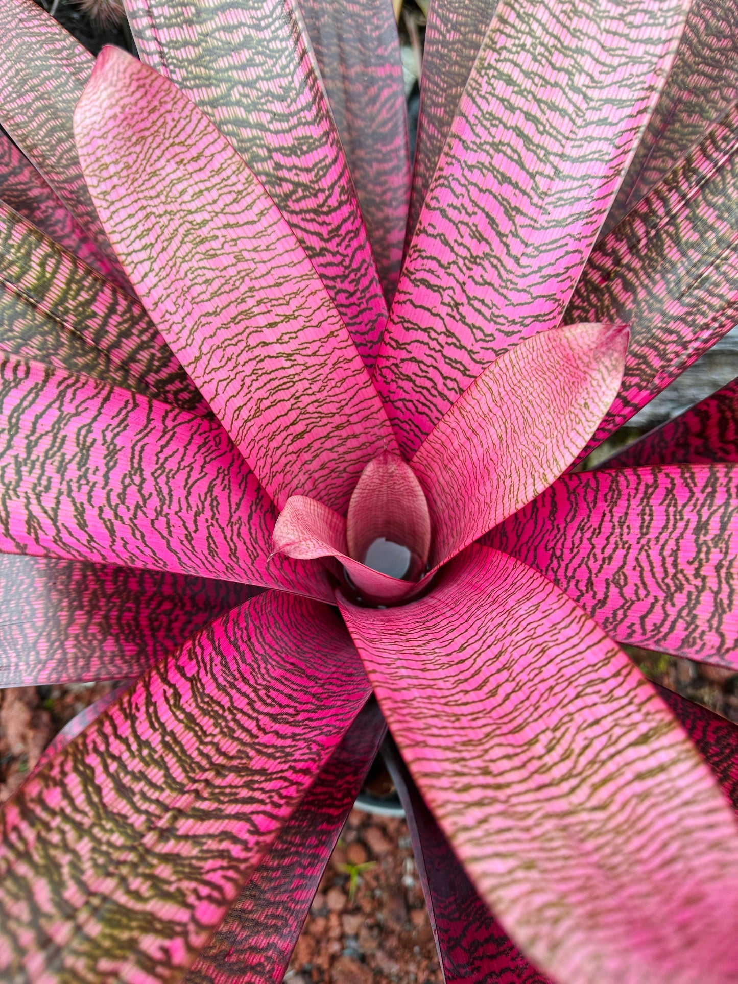 Vriesea ‘Kilauea Glow’