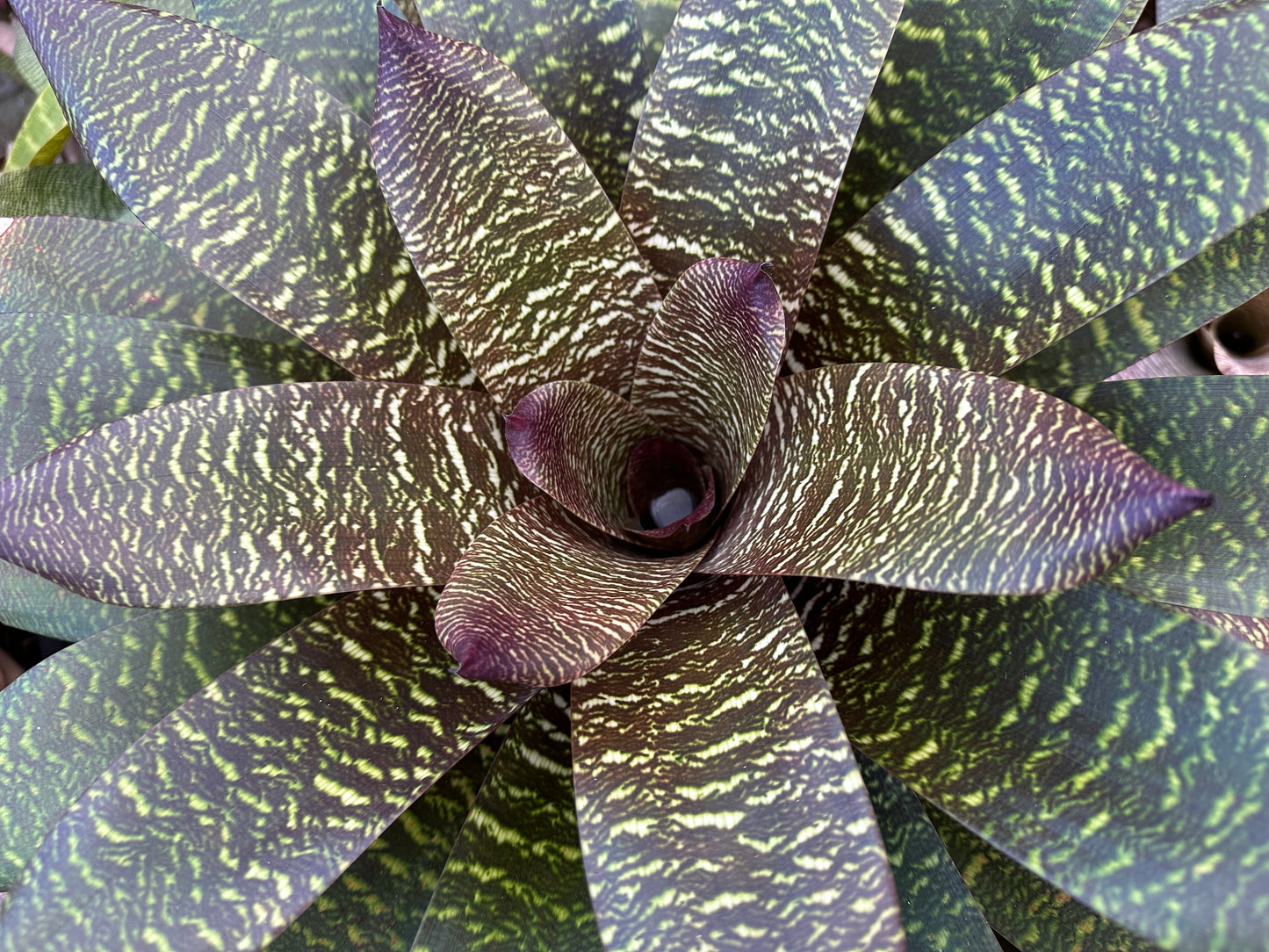 Vriesea ‘Patrice’