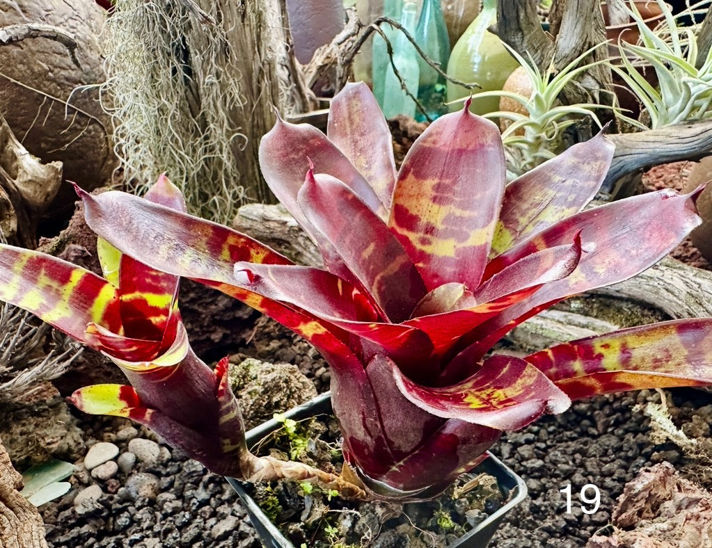 Assorted Neoregelia Minis