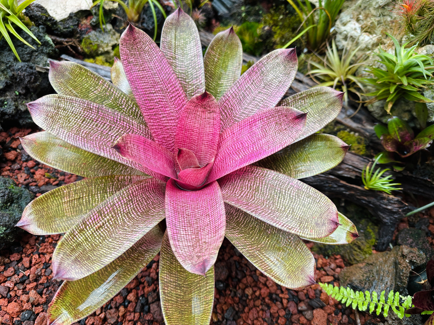 Vriesea hieroglyphica x ‘Pahoa Beauty’