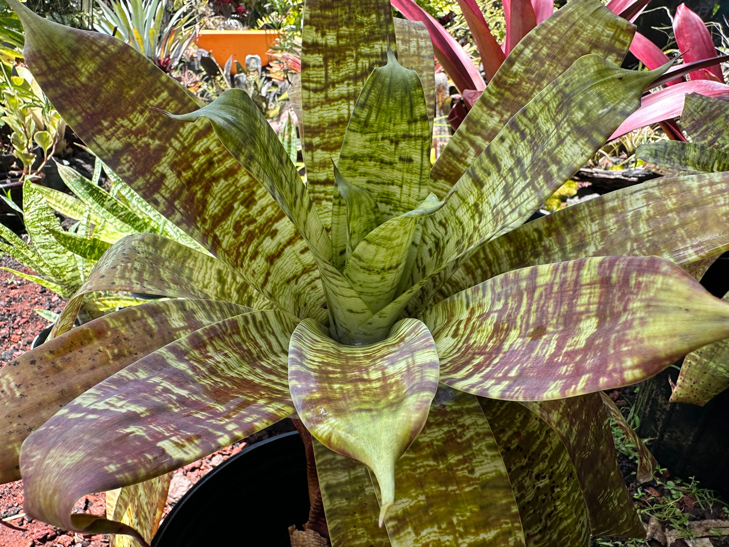 Goudaea Golden Dragon