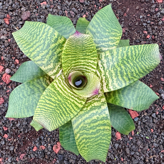 Vriesea ‘Leina’ala’ F2