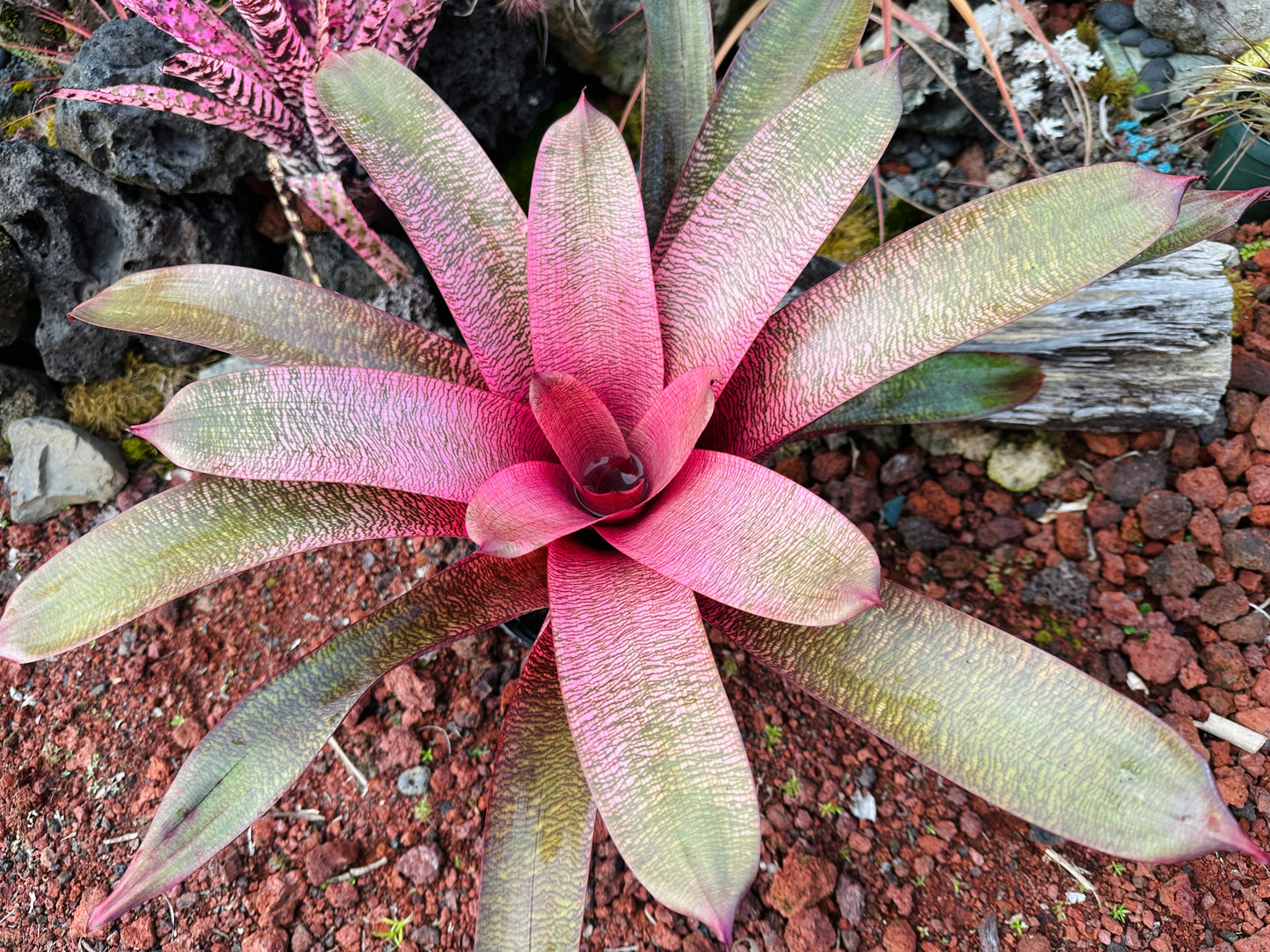 Vriesea ‘Sherlette Shiigi’