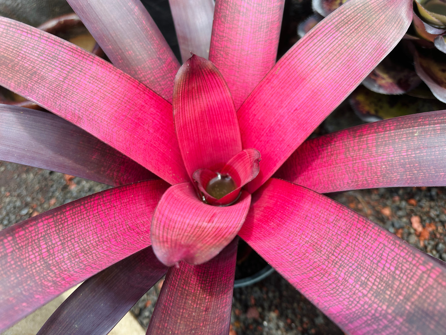Vriesea ‘Red Dragon’