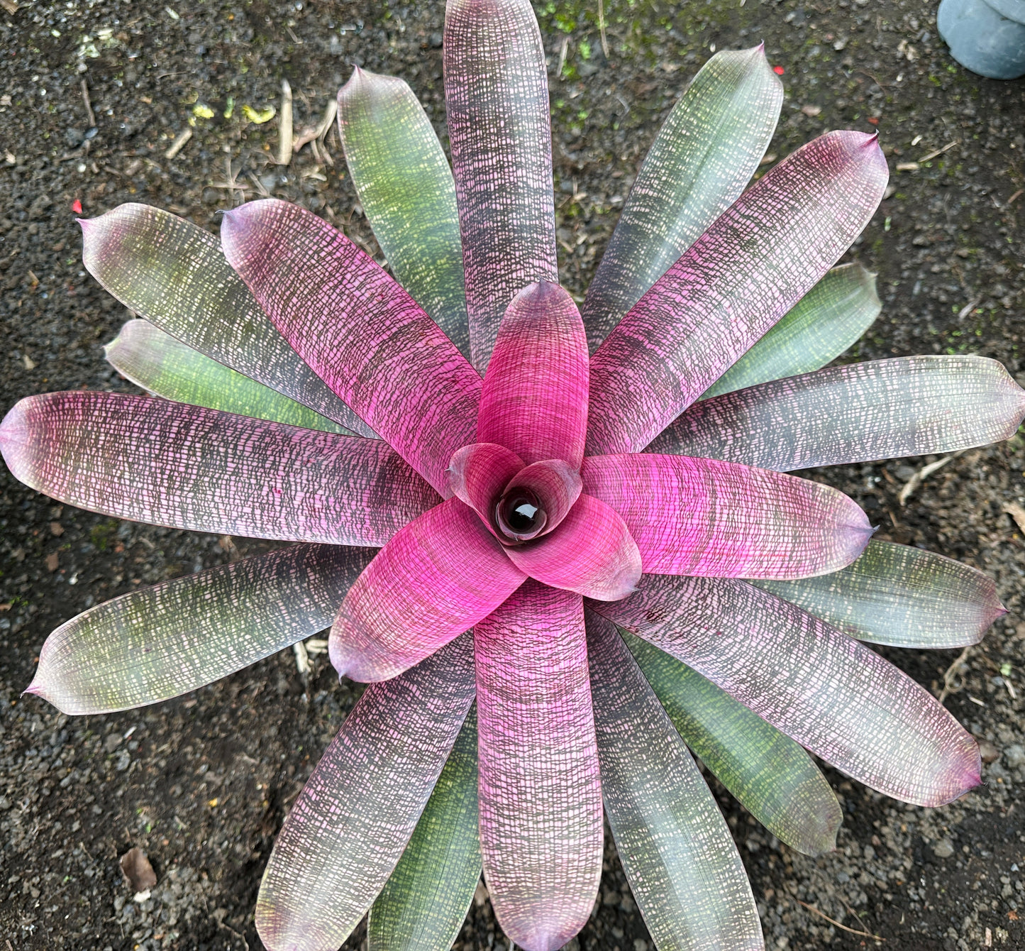 Vriesea ‘White Lighting’ hybrid x ‘Ku’ulei Mamo’