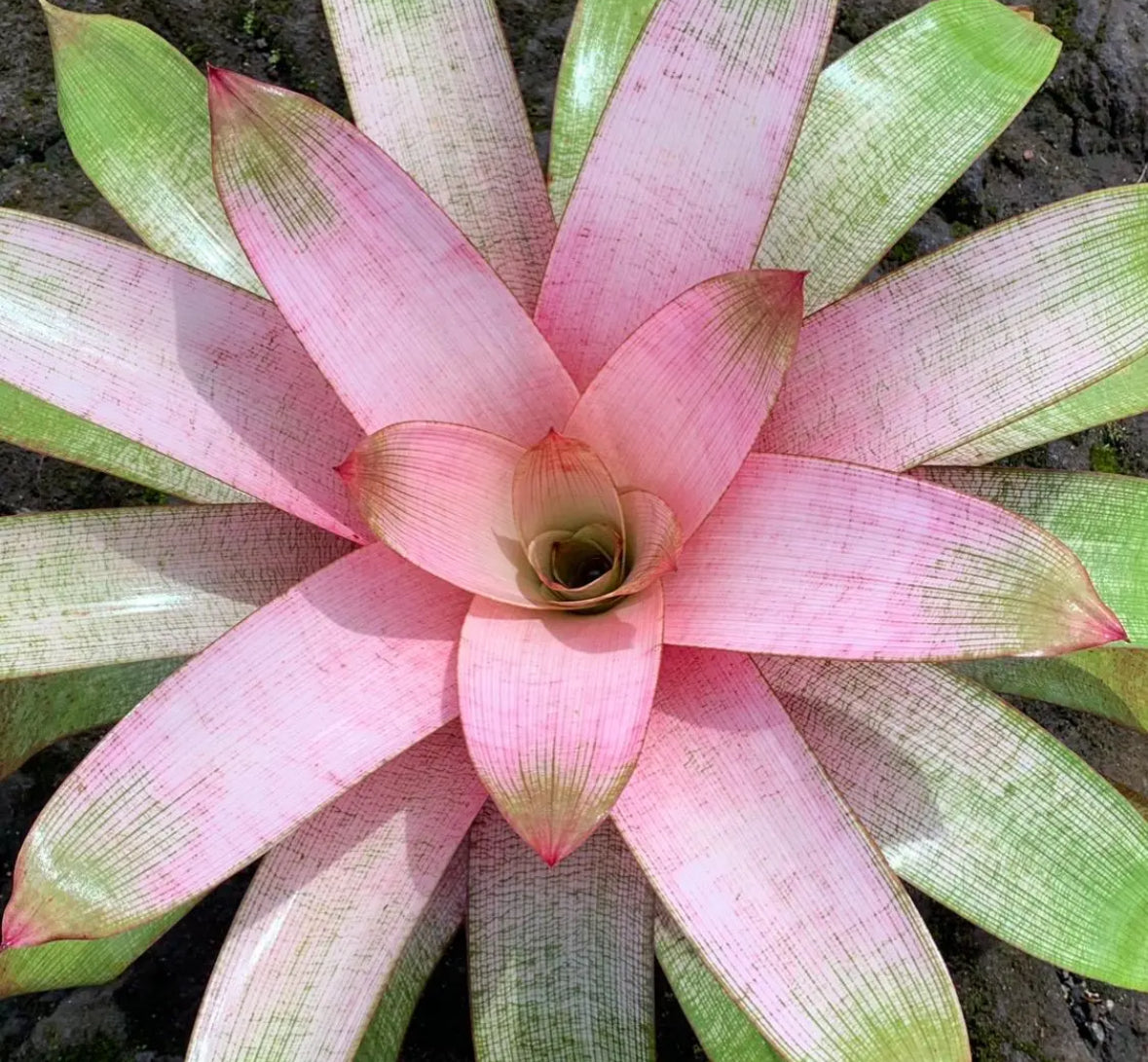 Vriesea ‘Emiko’