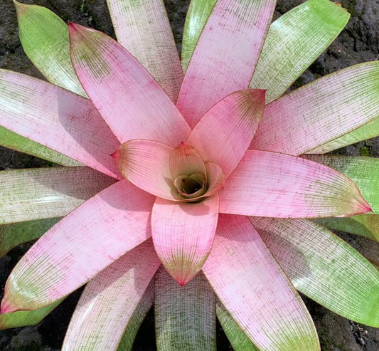 Vriesea ‘Emiko’