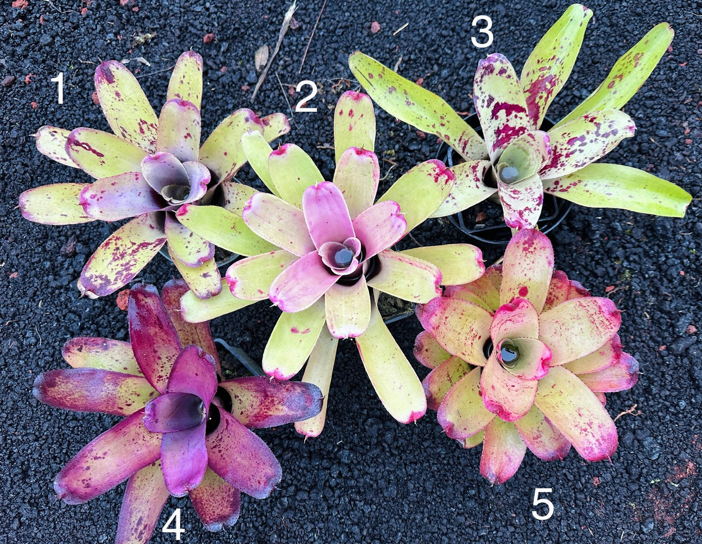Assorted Neoregelia