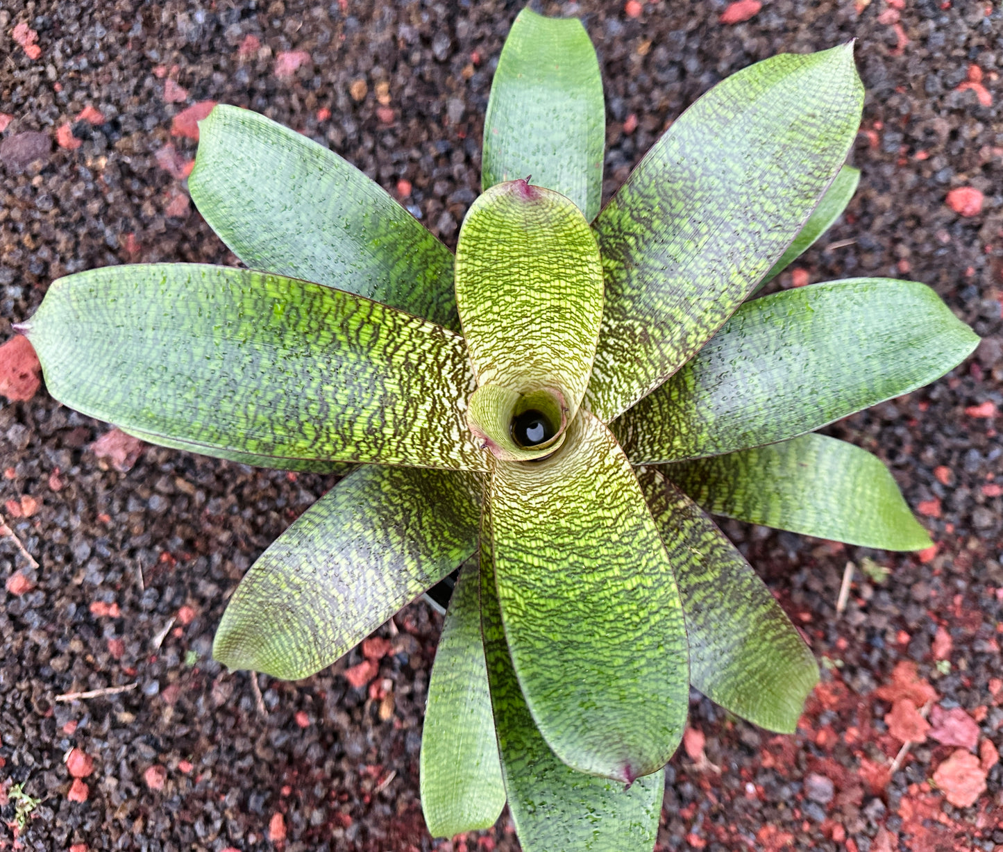 Vriesea ‘Puna Passion’ F2